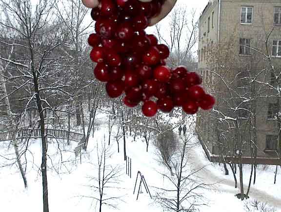 On the background of a window
      a grape of frozen cranberries hangs.