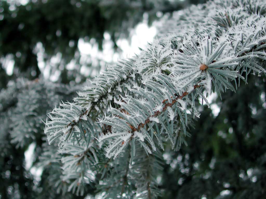 A branchlet of conifer tree.
      Needles are covered by white crisals of hoary frost.
