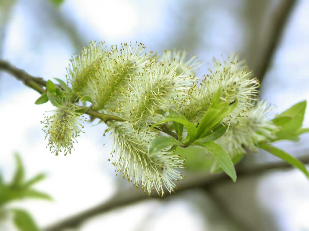 A new birch branchlet, blossom
      and leaves, on the background of the blue sky