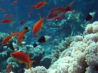 Many orange fish
      over coral