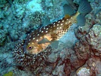 A fish with big eyes, white
      thorns on back, black thorns on stomach.