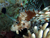 Big eyes, white-brown
      wide strips on body and on fins. The fins look like wings, and
      they are dangerous.