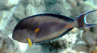 A Surgeon fish. Oval body.
      Crescent like tail fin. Small orange fin near the tail is the
      sharp surgeon knife.
