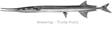 drawing of a needle-fish