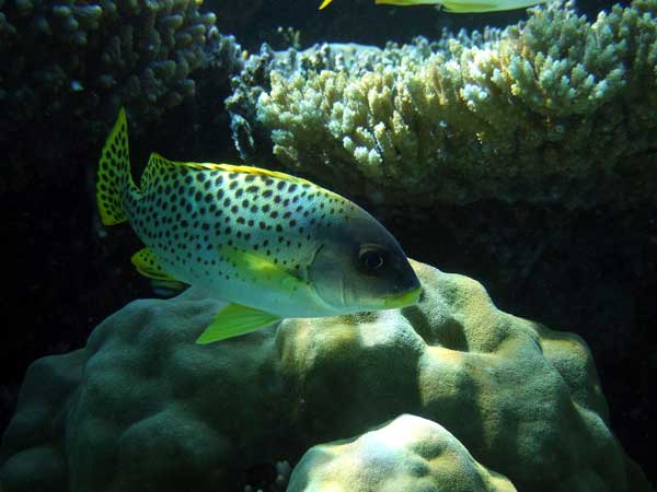 A fish with thick
      lips, yellow fins, and black spots on the sides