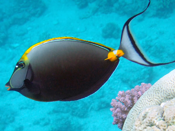 Grey oval slim
      body with a long thin yellow dorsal fin. A C-like tail fin. An
      orange surgical knife near tail.