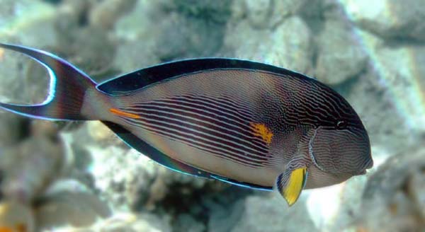 A Surgeon fish. Oval body.
      Crescent like tail fin.
