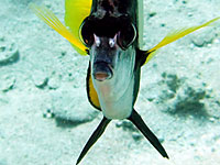 Face of a bannerfish