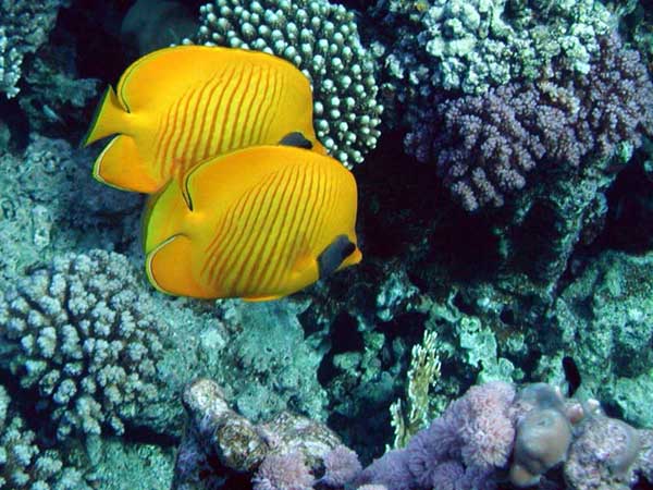 Two yellow butterflyfish
      with dark-blue mask on eyes and fade vertical strips on the sides