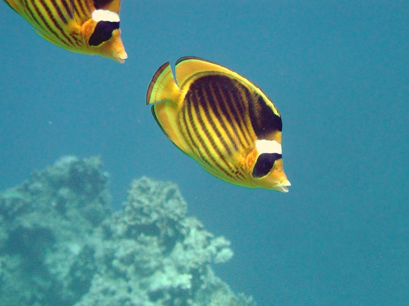 The fish is yellow with
      black diagonal strips, black edges of fins and the tail.