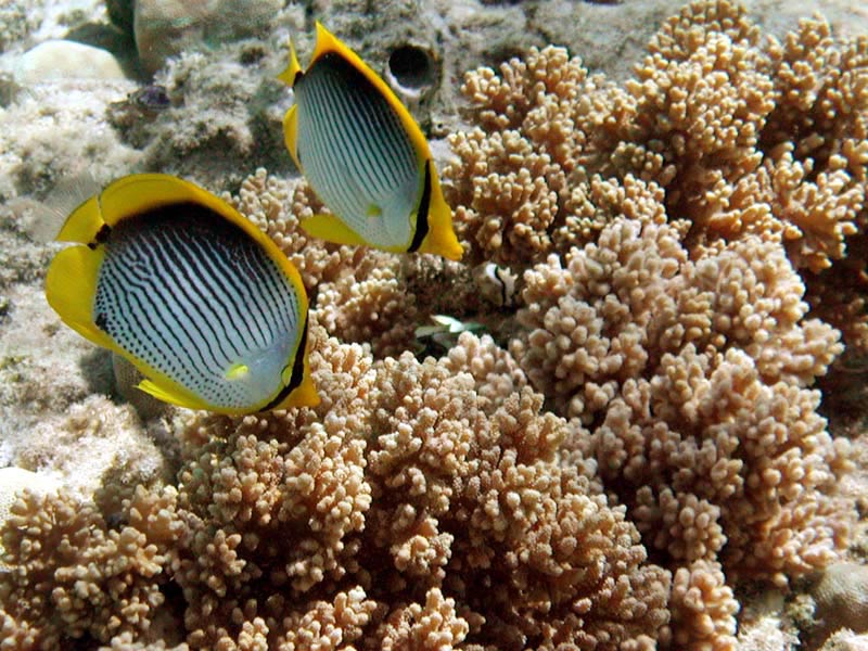 Yellow fins, black triangular
      side stripes on the white body. A vertical black stripe on the
      eyes.