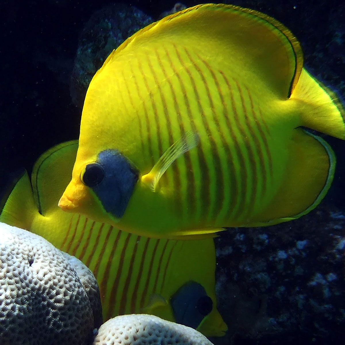 Жёлтая рыба бабочка с тёмно синей
      маской на лице и бледными вертикальными полосами на теле