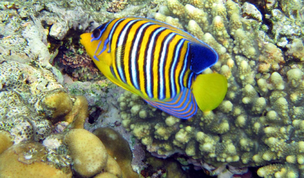 A butterflyfish with blue, white and
      yellow vertical stripes on its sides. 
