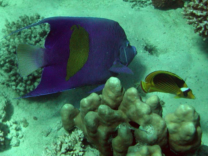 A
    big blue fish with an also big yellow spot