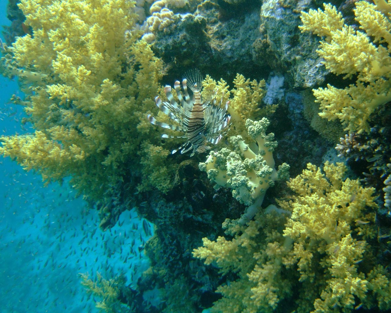 A coral hill on the background
      of the sea deep. Among yellow soft corals there is a brown-stripped
      Lionfish.