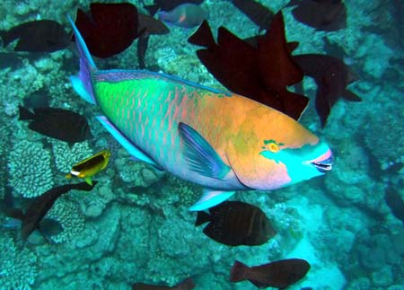 Большая рыба зелёно ржавой расцветки с сильным клювом.