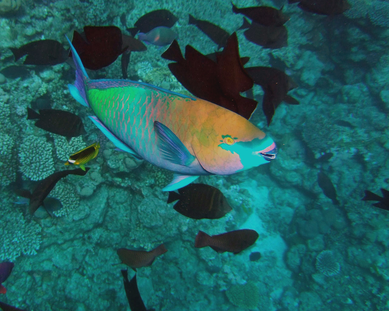 Blue and green parrot fish
      has got a beak for crashing corals.