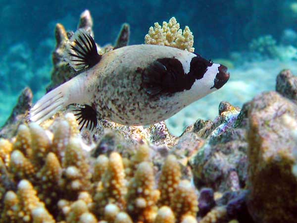 Grey puffer fish with black fins,
      black spots, black mask, hard beak.