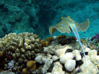 Blue spotted csat swims
      over corals
