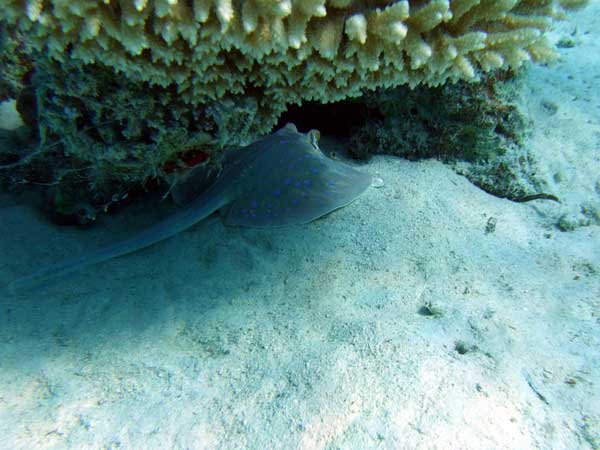 A blue spotted scat in deep
      under a coral