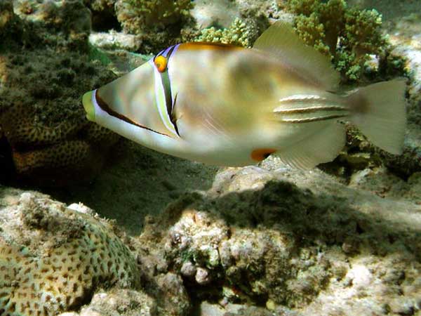 A fish with a yellow mouth,
      big orange eyes, a vertical black wedge at eyes.