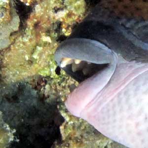 Teeth of the triggerfish
      are strong.