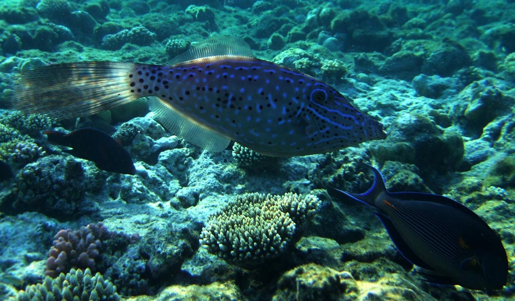a long slim fish with
      blue and black dots on its sides