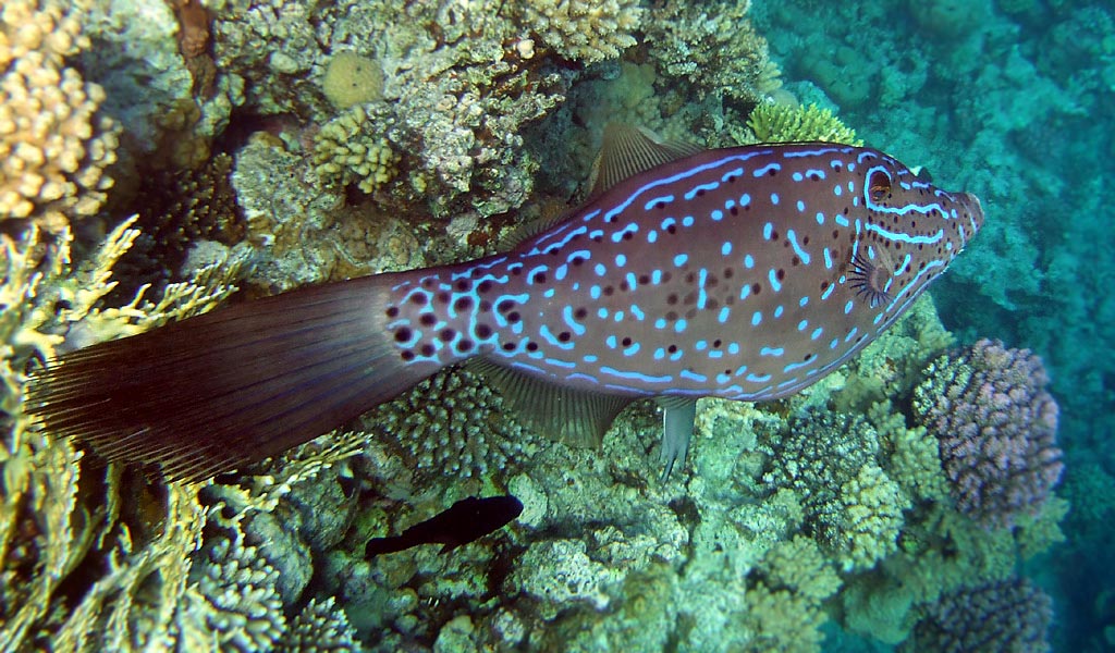 a long slim fish with blue and
      black dots on its sides