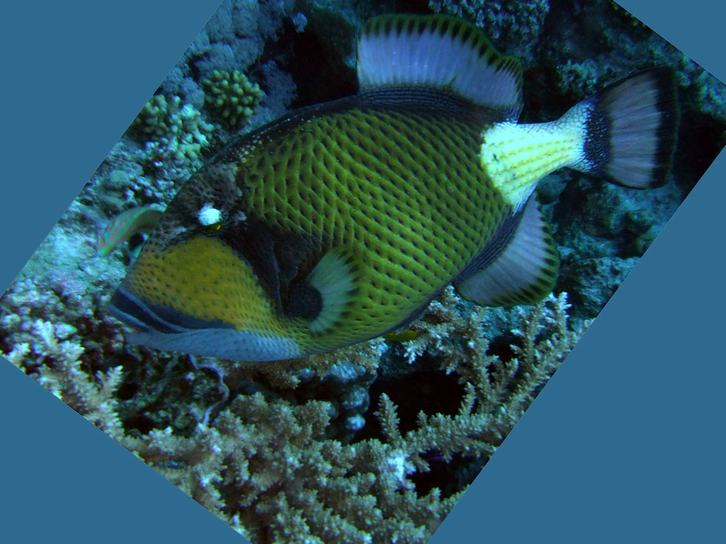 on this photo titan triggerfish
      grazes near coral