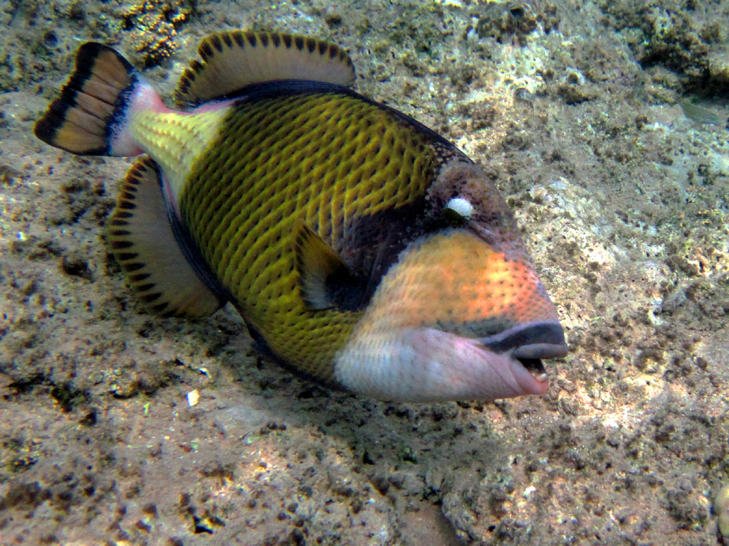 Titan triggerfish
