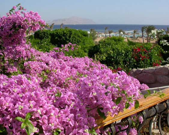 View of flowers and
      far Tyrant island at Conrad hotel