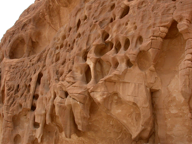 Жёлто-коричневый холм из
      песчанника с рельефом древних кораллов