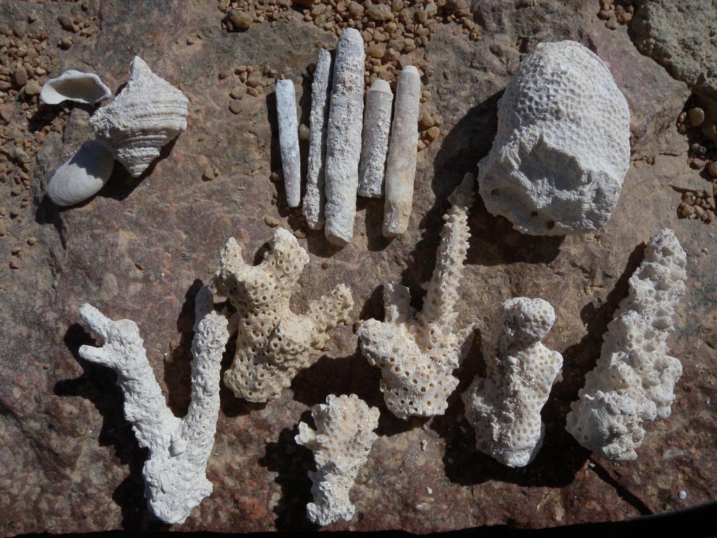 Ancient corals and needles of
      pencil sea urchin