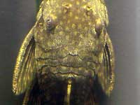 Back of ancistrus