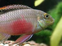 Pelvicachromis pulcher
      (the male) near a plastic aquarium cave