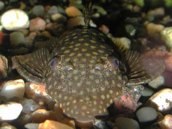 ancistrus on the bottom
      of an aquarium