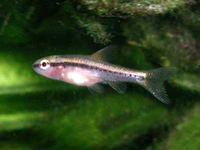 A little rose barbus
      in green aquarium
