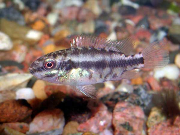 Pelvicachromis
      pulcher in age 4 weeks. The colouring is masking yet.