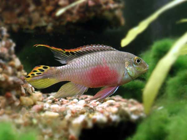 Pelvicachromis pulcher
      (male) on background of a cave and green plants.
