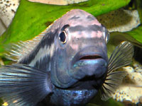 Black - white - blue cichlid Auratus
      male