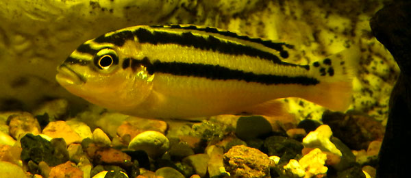 Yellow little auratus