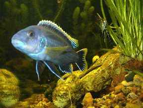 Тёмно синий самец Ауратус на
      фоне зелёной валиснерии