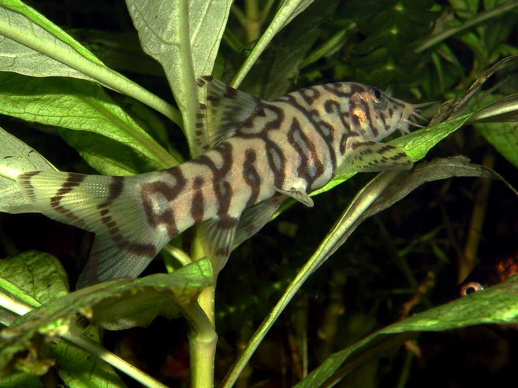 Вьюн Боция с чёрными
      фигурными пятнами на зелёном листочке в аквариуме