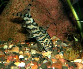 Боция постоянно копается
      в грунте