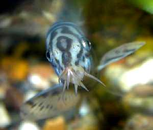 Портрет боции