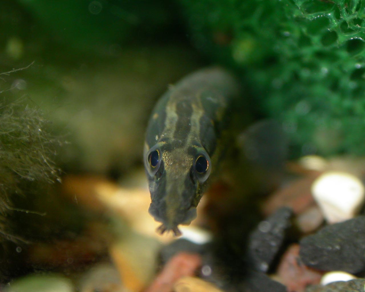Mastacembelus can dig
      under gravel. Here it is looking out the hole.