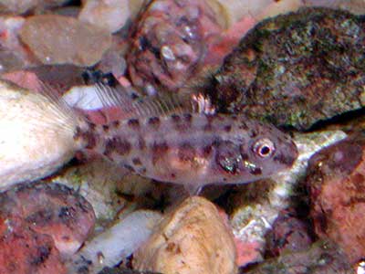 Малёк цихлиды-попугая имеет маскировочную пятнистую окраску. Теряется на фоне камней.