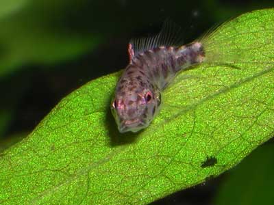 Маленький попугай на листочке.