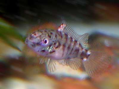 Baby kribensis
      has got spotted masking color.