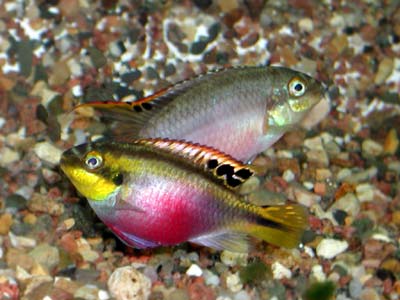 Пара цихлид попугаев - на переднем плане самка розовым животом и жёлтой головой, за ней - самец.